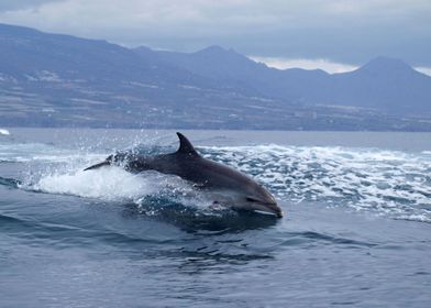 Dolphin in the Atlantic 