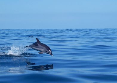 Spotted dolphin jumping