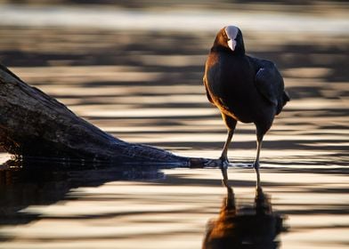 Coot in sunset