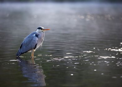 Heron in foggy water