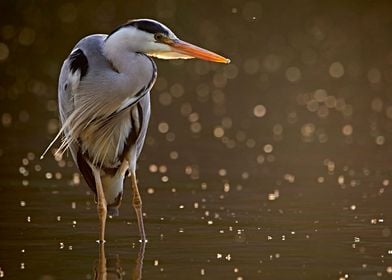 Heron in sunset