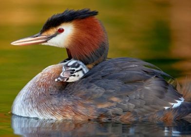 Great crested grebe 2