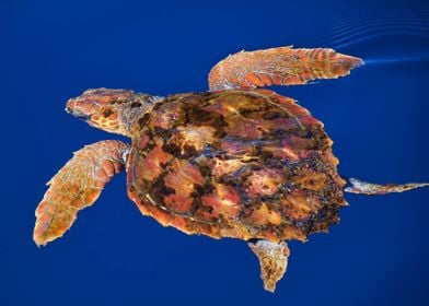 Loggerhead turtle