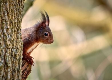 Squirrel behind tree