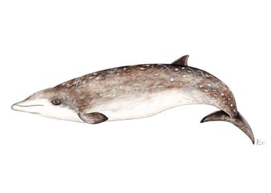 Beaked whale 