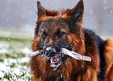 German Shepherd in snow