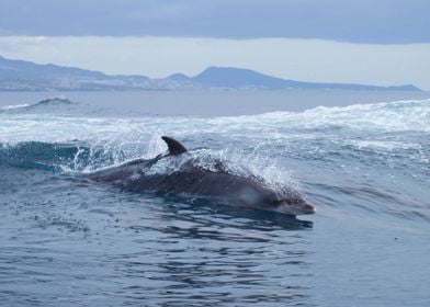 Dolphin surfing a wave