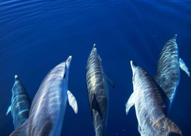 Dolphins playing with boat