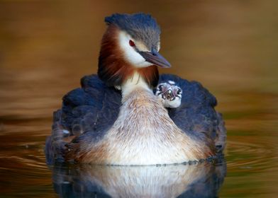 Great crested grebe 3