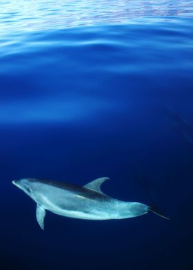 Dolphin in ocean