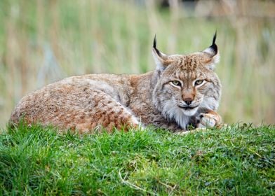 Lynx on green grass