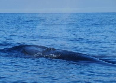 Brydes whale breath