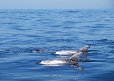 Risso s dolphins