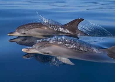 Juvenile spotted dolphins