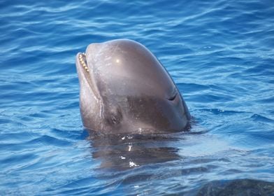 Pilot whale smile