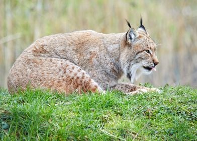 Lynx on green grass