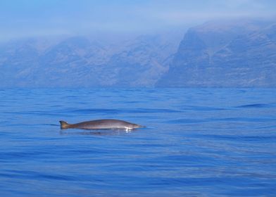 Beaked whale in the mist 