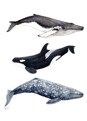 Orca grey humpback whales