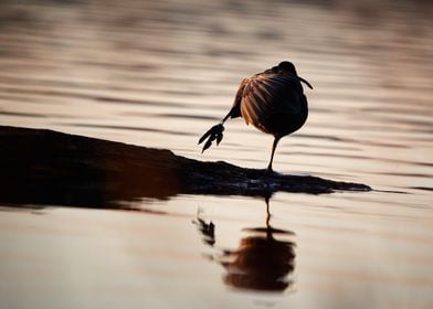 Coot in sunset from behind