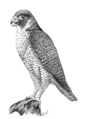 Peregrine falcon 