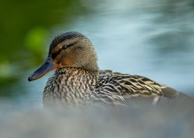 Portrait of a duck