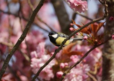 Great tit on cherryblossom