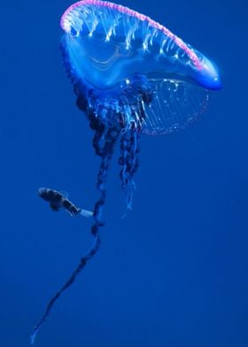 Pampano Fish and jellyfish