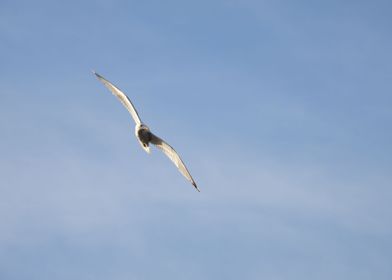 Seagull in the sky