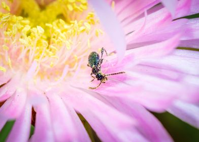 Beetle in flower