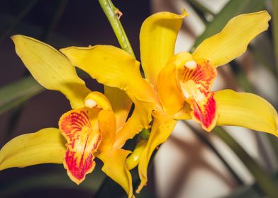 Yellow Orchid blossoming