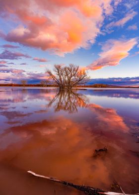 Beautiful dawn tree