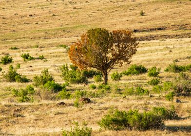 Plains Tree