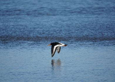 Oyster Catcher in flight