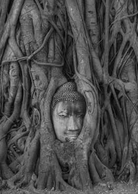 Buddhas Head in a Tree