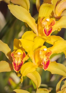 Yellow Orchid blossoming