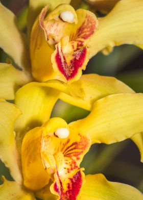 Yellow Orchid blossoming