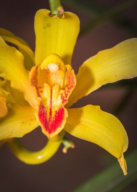 Yellow Orchid blossoming