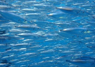 Longspine spinefish Shoal 