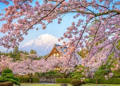 Fuji in Spring
