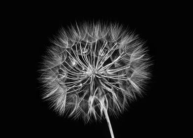 Dandelion black and white