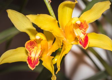 Yellow Orchid blossoming