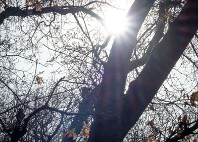 Sun in Trees