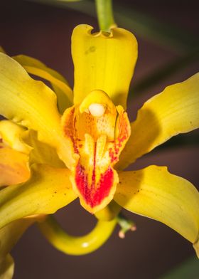 Yellow Orchid blossoming