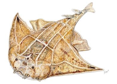 Angel shark Squatina 