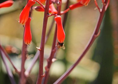 Bee on a Flower