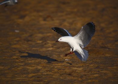 Seagull Coming In To Land