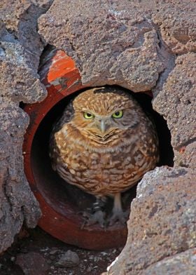 Owls Glare