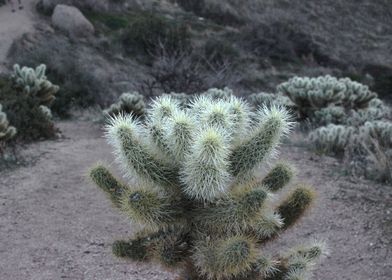 Tiny Cactus