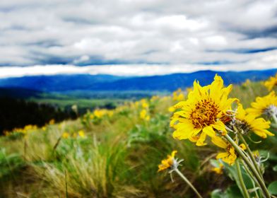 Montana Wildflowers