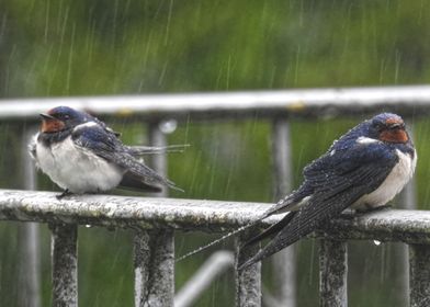 Swallow in the Rain